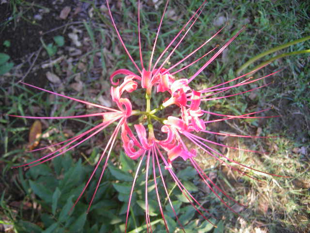 Flower Fugu Mabazakimachi Mabazaki Machi Nobeoka